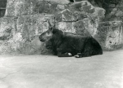 Ein junger Takin, auch bekannt als Rindergämse oder Gnu-Ziege, Londoner Zoo, April 1923 von Frederick William Bond